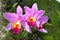 Violet cattleya orchid flower