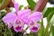 Violet cattleya orchid flower