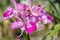 Violet cattleya orchid flower