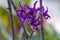 Violet Cattleya Orchid Flower Bokeh Background