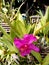 Violet Cattleya orchid flower on tree