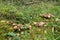 Violet chanterelle, Gomphus clavatus and scaly hedgehog, Sarcodon imbricatus