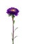 Violet chinese aster isolated