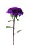 Violet chinese aster isolated
