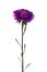 Violet chinese aster isolated