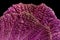 Violet chinese cabbage background
