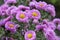 Violet Chrysanthemum