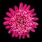 Violet Chrysanthemum Flower Isolated on Black