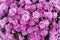 Violet chrysanthemum flowers