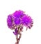 Violet Chrysanthemum flowers, mums or chrysanths, genus Chrysanthemum in the family Asteraceae