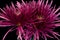 Violet Chrysanthemums - Botanicals on Black Series