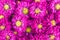 Violet chrysanthemums flowers