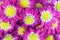 Violet chrysanthemums flowers closeup