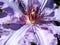 Violet clematis flower