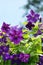 Violet Clematis flowers