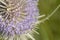 Violet close up flowers of Dipsacus fullonum