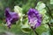 The violet Cobaea scandens flower, macro, bokeh background