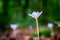 Violet Colchicum autumnale autumn crocus, meadow saffron, naked lady with green blurry forest background.