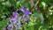 Violet color flowers of a Purple Wreath or Sandpaper Vine