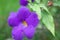 violet color kolambi flower Allamanda Cathartica