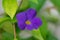 Violet Colored Garden Flower with Five Petals