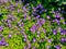 Violet colored geranium flowers