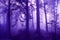 Violet colored morning foggy forest landscape