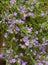 Violet colored Ornamental Bacopa flowers hanging with long trailing branches
