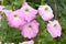 Violet colored petunia