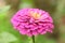 Violet colored zinnia