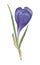 Violet colorful crocus