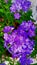 Violet colour Garden phlox flowers