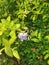 A violet coloured flower on a green leafy bush .