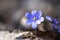 Violet Common Hepatica or Anemone hepatica on Spring Scene Flower Bed