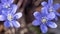 Violet Common Hepatica or Anemone hepatica on Spring Scene Flower Bed