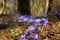 Violet common hepatica flowers growing in the spring forest, sunny day