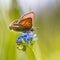 Violet Copper on forget-me-not