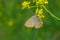 Violet Copper (Lycaena helle) butterfly on a wild flower