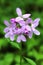 Violet coral root flower Dentaria bulbifera