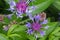 Violet cornflower