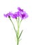 Violet Cornflower - Centaurea on white background