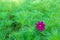 Violet cosmos flower on green wispy background