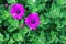 Violet Cosmos flowers in field