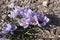 Violet crocus blooms in early spring