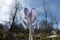 Violet crocus blooms in early spring on a bright background of blue sky