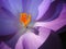 Violet crocus blossom inside