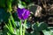 Violet crocus in early spring garden. Soft selective focus of purple Ruby Giant Crocus in sunny day