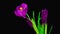 Violet Crocus Flower Blooming