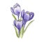 Violet crocus flower with leaves watercolor image. Hand drawn saffron blossom illustration. Perple blooming spring season plant. B
