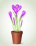 Violet crocus in flower pot